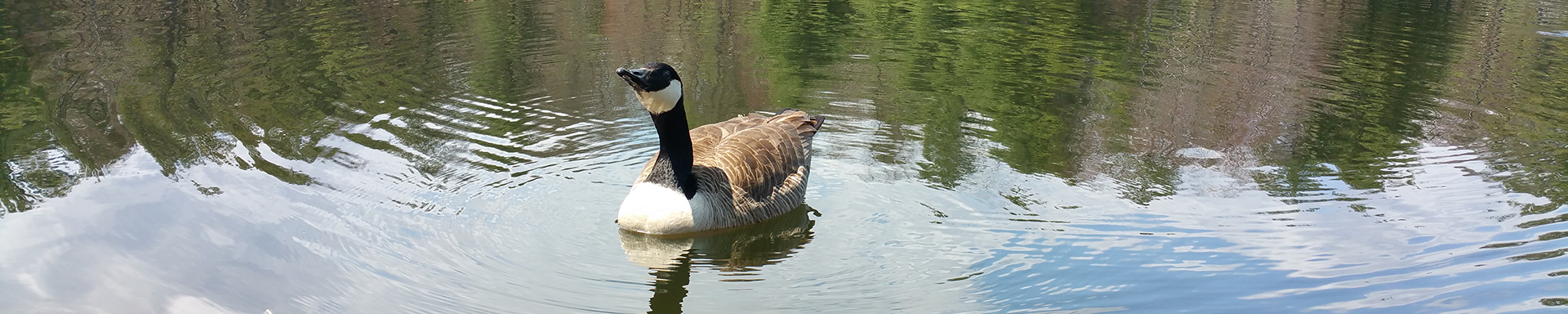 Pond with goose